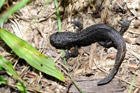 84164 Triturus carnifex (Tritone crestato Italiano)